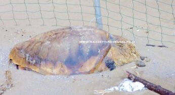 Gaeta: Tartaruga spiaggiata ancora giace sulla battigia. Forte il cattivo odore 