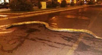Gaeta, grosso serpente ritrovato sul Lungomare. ***Foto***