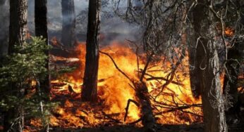 Appicca incendi nella piana di Fondi: Arrestato dalla Poliza di Stato