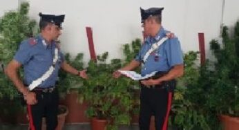 Formia, coltivavano marijuana in casa e in campagna, arrestati un 53enne e un 30enne