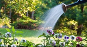 Formia: Il Comune lancia il progetto “Adotta un’aiuola”