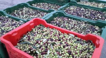 Olio, produzione in calo. Coldiretti:”Per evitare truffe acquistare direttamente dai produttori o nei frantoi”