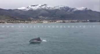 [Video] Favoloso: Un branco di Delfini nel Golfo di Gaeta