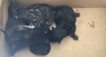 Formia/Cuccioli abbandonati nel carrello di un centro commerciale