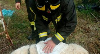 Gaeta, cane cade in una vasca di raccolta delle acque. Salvato dai Vigili del Fuoco