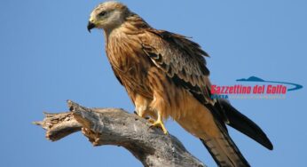 Liberazione di fauna selvatica nel comune di Itri