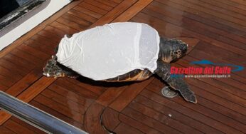Gaeta, la Guardia Costiera salva tartaruga in difficoltà