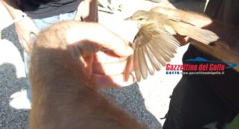 Parco Riviera d’Ulisse, riapre la stazione di inanellamento dell’avifauna migratrice