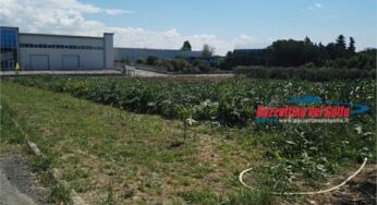 ROGO POMEZIA, COLDIRETTI: “SUBITO UN TAVOLO REGIONALE PER LA QUANTIFICAZIONE DEI DANNI SUBITI DAL SISTEMA AGRICOLO LOCALE”. LA TESTIMONIANZA DELLA FAMIGLIA CAMORANI: “SIAMO DISTRUTTI”