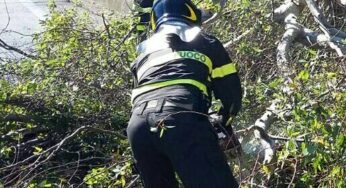 Cade un albero sulla carreggiata della Pontina. Intervengono i Vigili del Fuoco