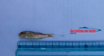 Mare Sicuro 2017: Sequestrati 15 kg di triglie sottomisura