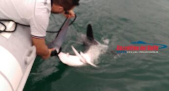 Squalo a pochi metri dalla riva. Paura tra i bagnanti a Scauri (#video)