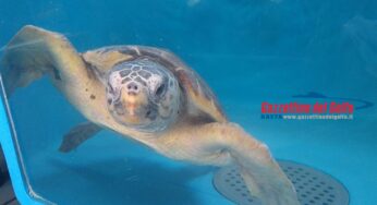 Scauri: Rilasciata in natura “Italia”, l’esemplare di tartaruga marina “Caretta Caretta” **VIDEO**