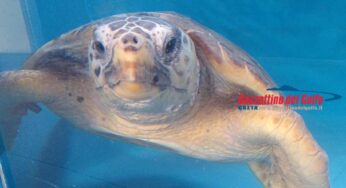 Rilascio in natura di un esemplare di tartaruga marina – Caretta caretta
