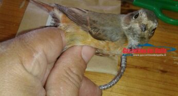 Educazione ambientale e ricerca scientifica sull’avifauna migratoria nel Parco Riviera di Ulisse