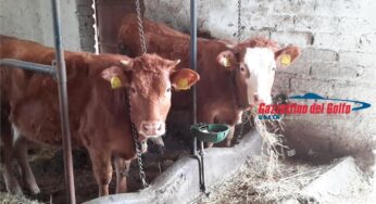 Domenica 26 Novembre porte aperte in fattoria