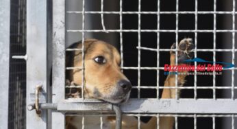 Latina: “Canile Comunale al collasso”. La Onlus Amici del Cane evidenzia lo stato di difficoltà della struttura