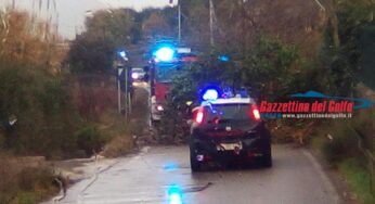 Gaeta, albero precipita sulla carreggiata: via Sant’Agostino interrotta
