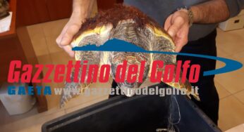 Gaeta, soccorsa e salvata tartaruga marina: aveva ingerito un amo