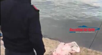 Gaeta, squalo verdesca sviscerato recuperato sul lungomare