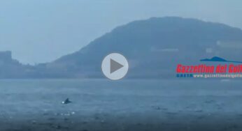 Le spettacolari immagini dei delfini oggi nel Golfo di Gaeta