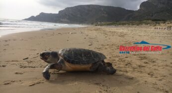 Gaeta, trovata tartaruga morta sulla spiaggia di S.Agostino: E’ la seconda di oggi