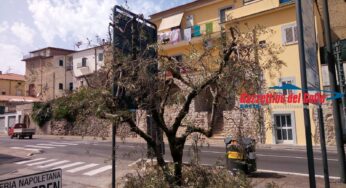 Vandali ecologici. Seccano volutamente l’albero simbolo di Itri