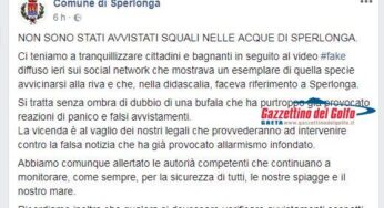 Squalo a Sperlonga, Comune smentisce fake news