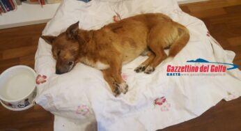 La vicenda Lucky: l’Associazione Amici del Cane si costituisce parte civile