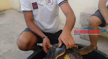 La Guardia Costiera recupera esemplare di tartaruga comune marina “caretta caretta” in difficoltà a Ventotene e l’affida alle cure dei veterinari