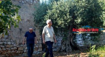 La potatura di risanamento degli ulivi, convegno a Lenola