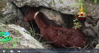 Cavallo cade in una buca, spettacolare salvataggio dei Vigili del Fuoco (#video)
