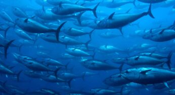 La questione del Tonno Rosso dei palangari ponzesi all’attenzione del MIPAAFT