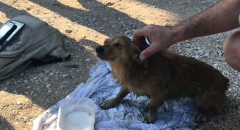Terracina, cane cade in cisterna. Soccorso dai VVF