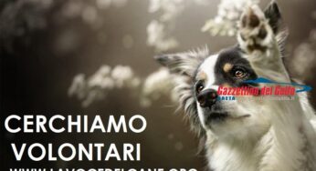 Itri, cercasi volontari presso il canile