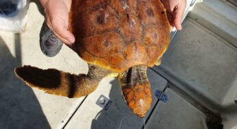 Recuperata giovane tartaruga marina nel Golfo di Gaeta