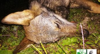 Lupo ritrovato morto sulla Fondi-Itri