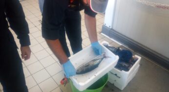 Gaeta, sequestrato tonno rosso sottomisura
