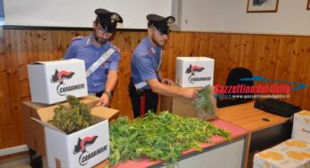 Operazione anti droga, ingente sequestro di marijuana. 42 enne arrestato