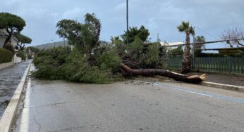 Gaeta, pino si spezza e blocca Via Marina di Serapo (#foto-#video)
