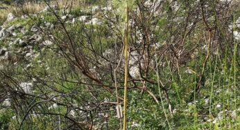 Formia, nasce il “Bosco dei primi nati”