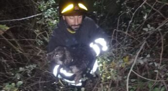 Cane in difficoltà in un fossato, salvato dai Vigili del Fuoco