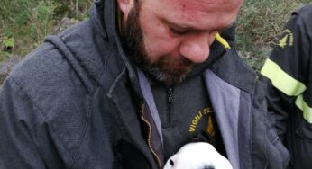 VVF salvano cucciolo