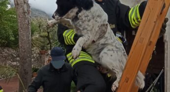 Formia, cane bloccato su un tetto. Intervengono i Vigili del Fuoco