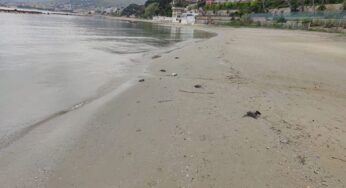 Formia, moria di uccelli sulla spiaggia Fagiano/don Bosco