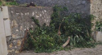 Gaeta, albero caduto. Intervengono Vigili del Fuoco (FOTO)