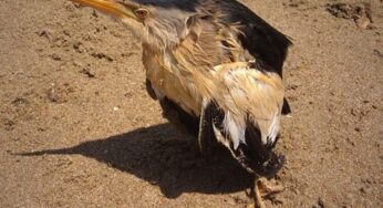 Terracina, ‘airone’ protetto e a rischio salvato dai volontari di Legambiente