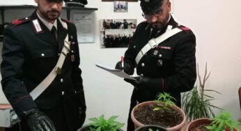 Scauri, piante di marijuana in casa. Deferito 42enne