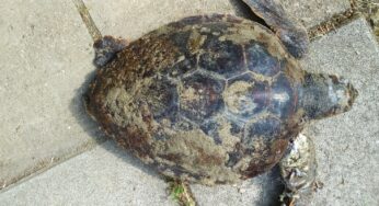 Ritrovata spiaggiata Caretta Caretta