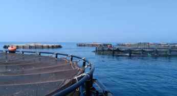 Delocalizzazione degli impianti di acquacoltura, Art Uno – Leu Formia: “Chiediamo trasparenza e accelerazione nelle procedure”